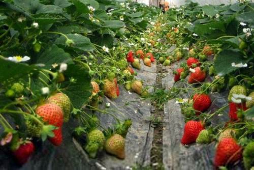 冬天怎么种植好草莓？